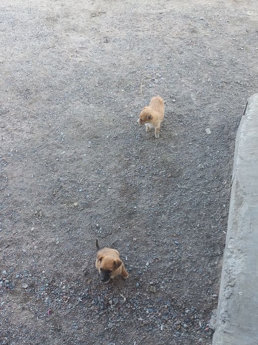 Щенята, щенки, щеночки