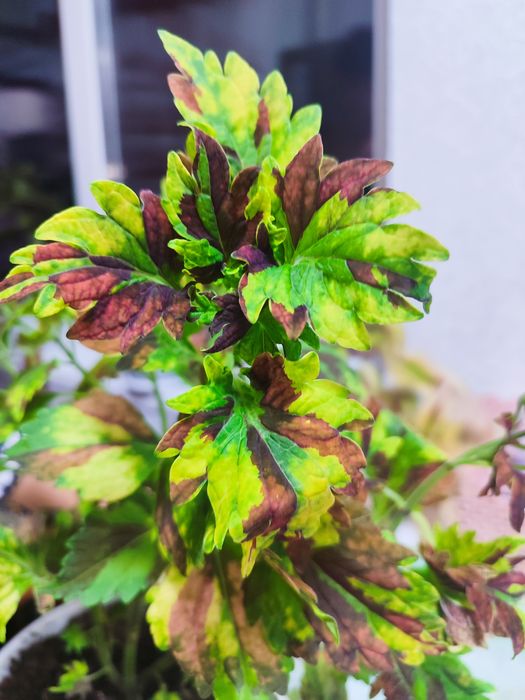 Цветы  комнатные