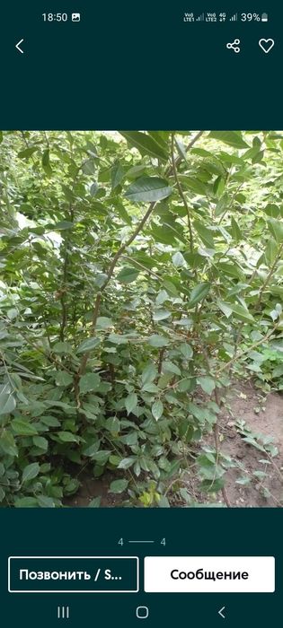 Продам саженцы вишни