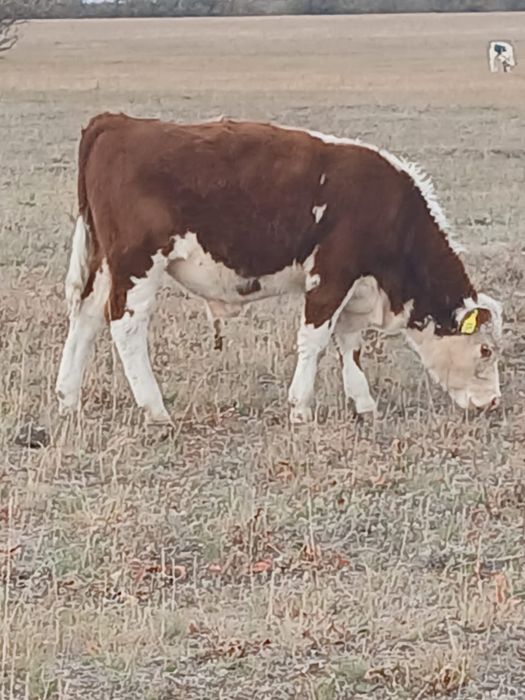 Потсос бызау 12 бас