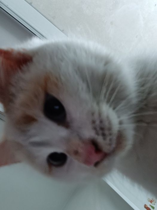 Отдам котенка (6 месяцев)