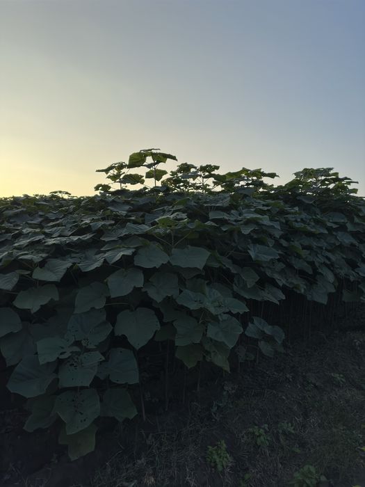 Павловния бор Pavloniya bor