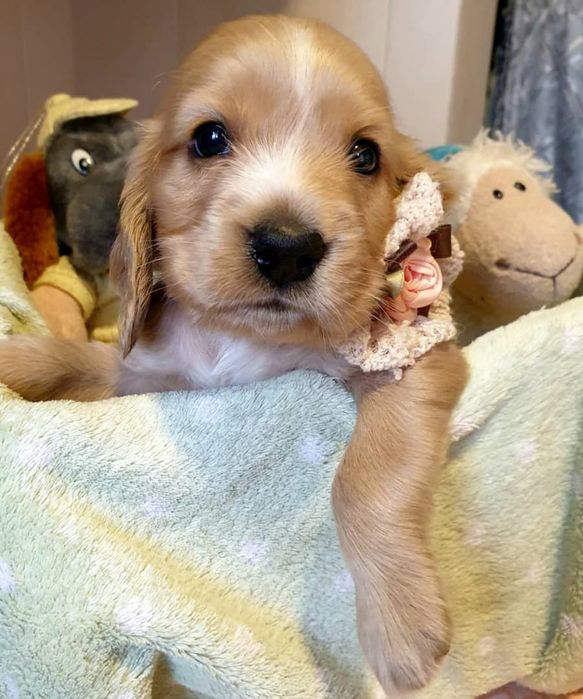 Сабака 4 ойлик исми Лиля паспорт дакименьт бор фаргона Шахар