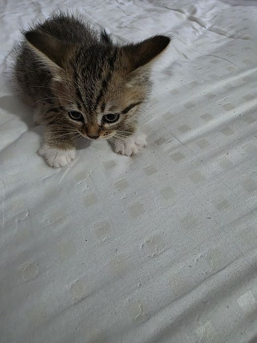 Котята бесплатно