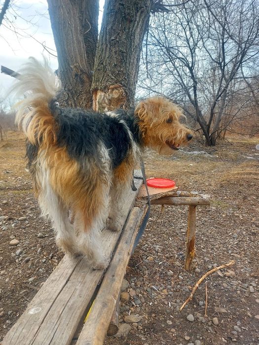 Отдам  фокстерьера