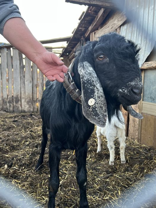 Vând țap agronubian