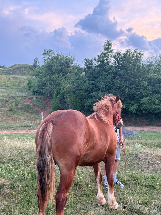 Vând mânz de un 1 și o lună