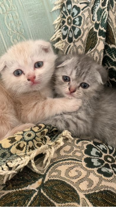 Прадаются кошки вислоухие