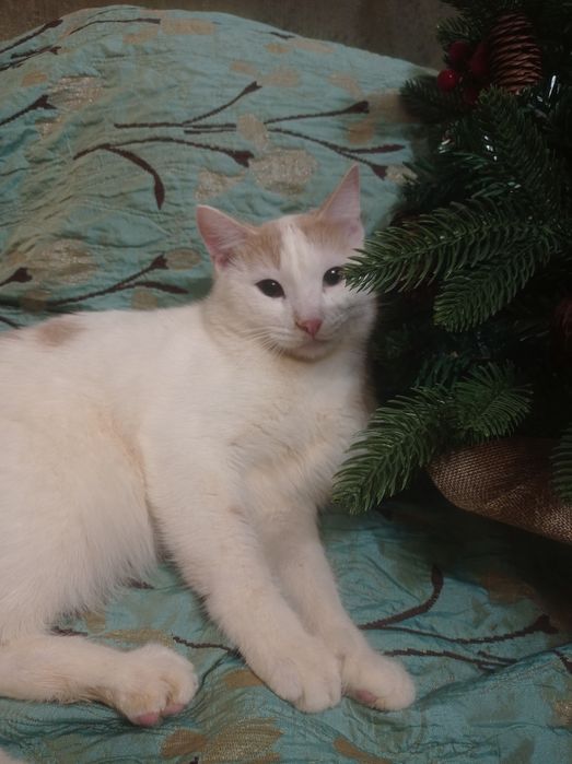 На счастье! КотЯтки домашние