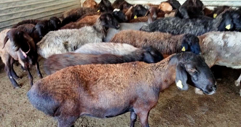 Кои токты бар сатылатын