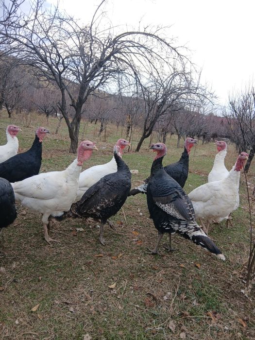 KURKA 40 ta bor donagaham sotamiz