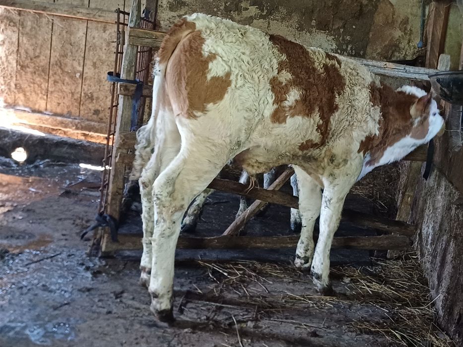 Vând vițel balțat!