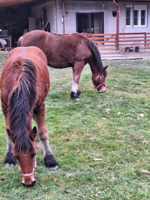 Doua manze de vanzare