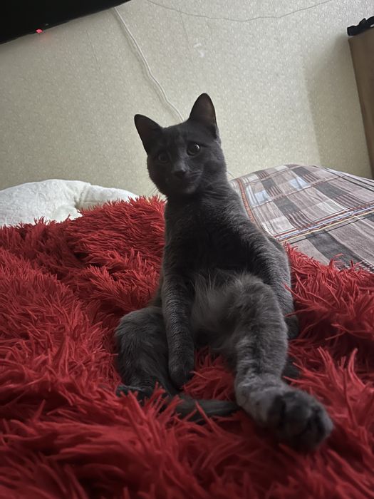 Отдам кота в добрые руки!