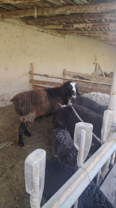 4 tish qo'chqor sotiladi.