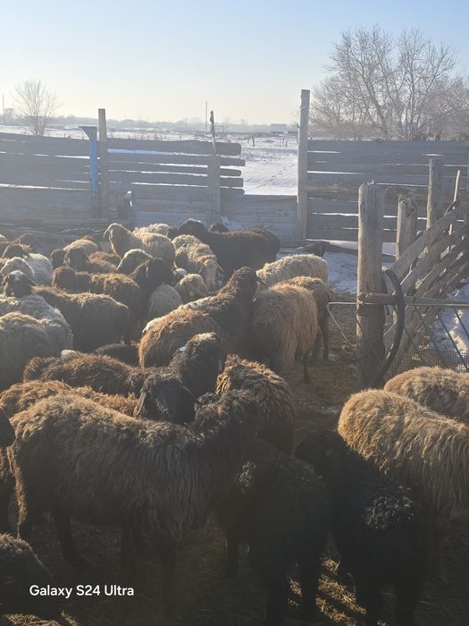 Продаётся бараны оптом