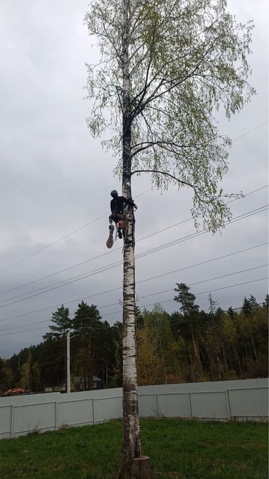 Спил деревьев(уборка территории)