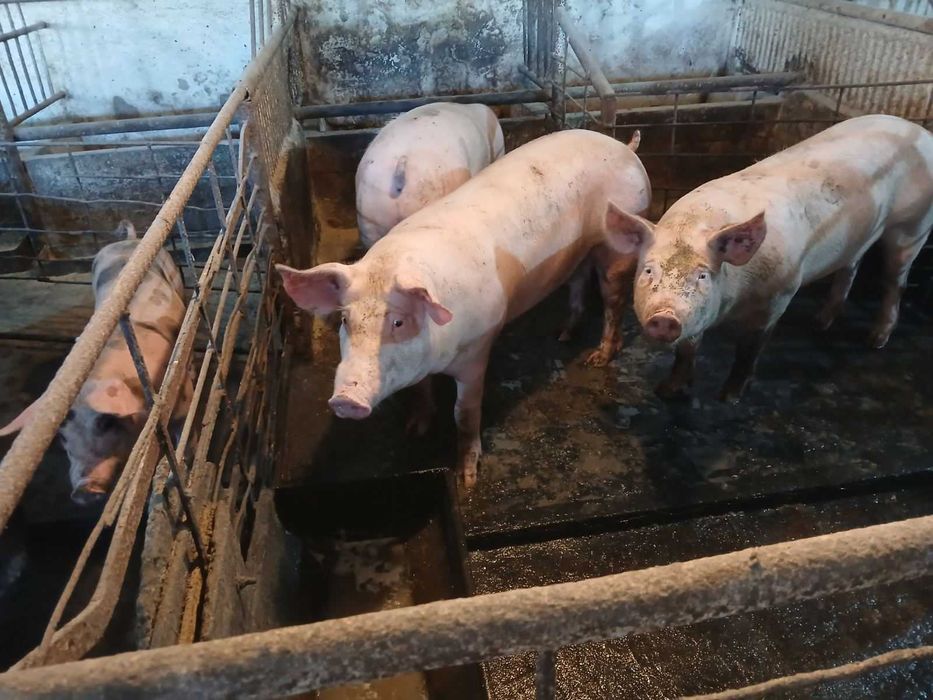 Продавам добре гледани БИО прасета