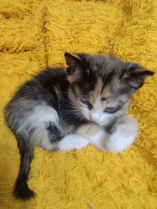 Котенок девочка в добрые руки