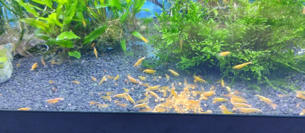 Creveți galbeni / Creveți yellow acvariu
