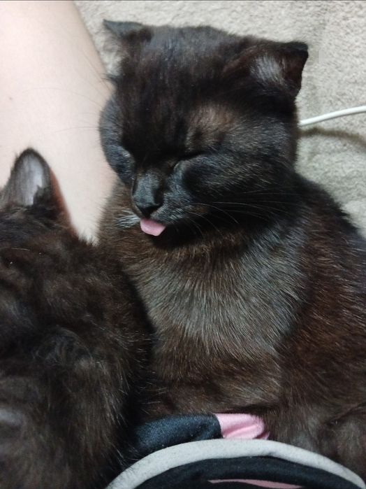 Отдаём котов в хорошие руки