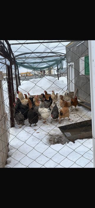 Домащние курицы