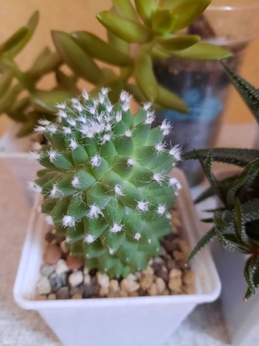 Продам кактусы и хавортию.