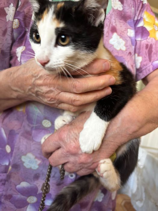 отдам котят бесплатно