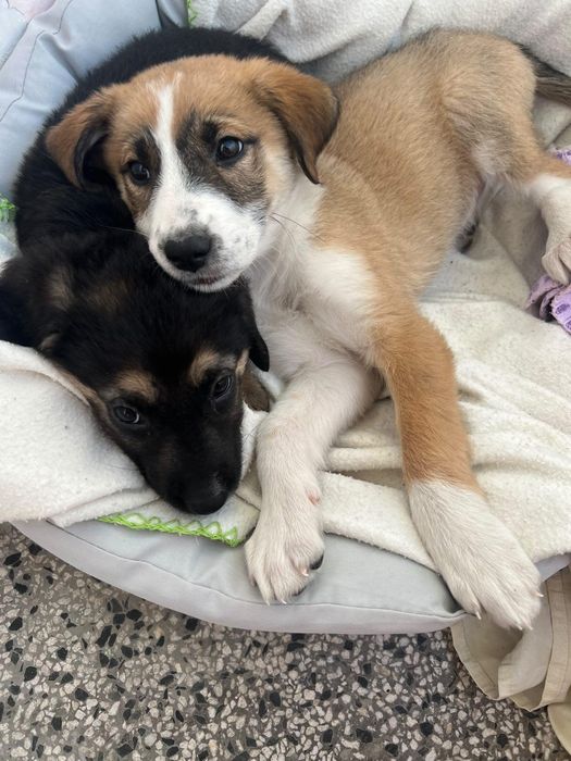 Рокси и Лара търсят дом