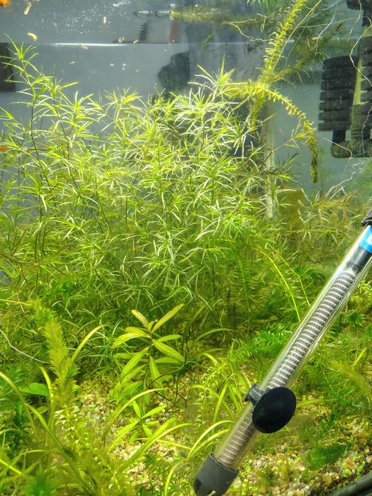 Ederia densa și iarba de guppy plante pentru acvari pești de acvariu tropicalii