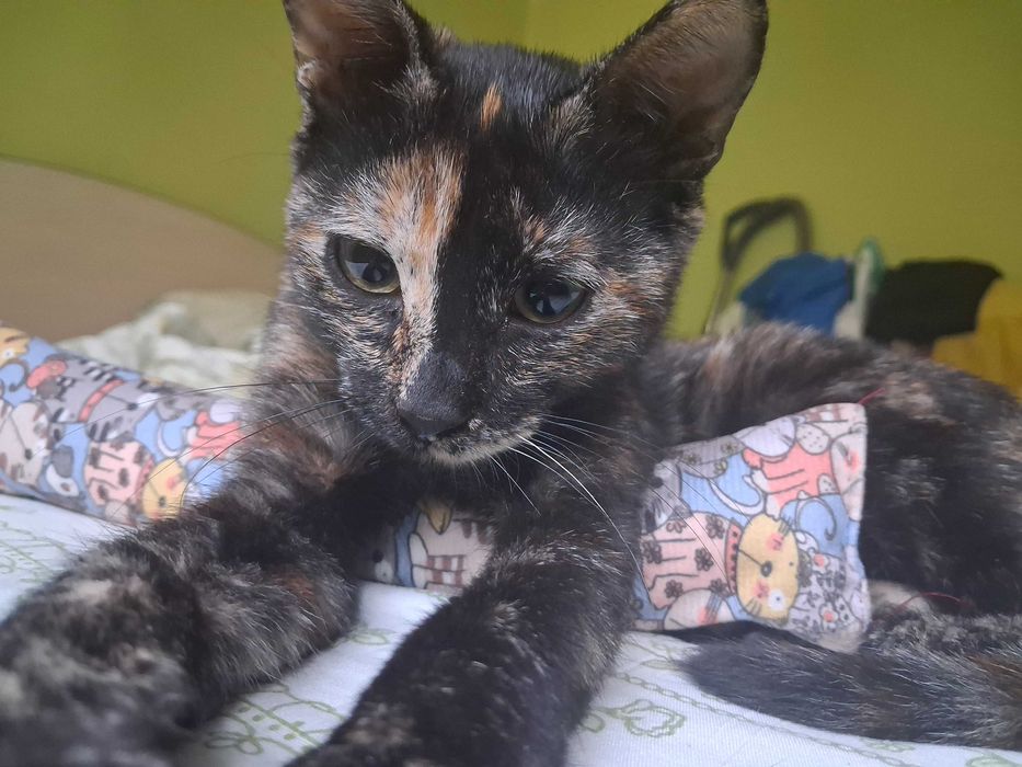 Коте - подарявам котенце