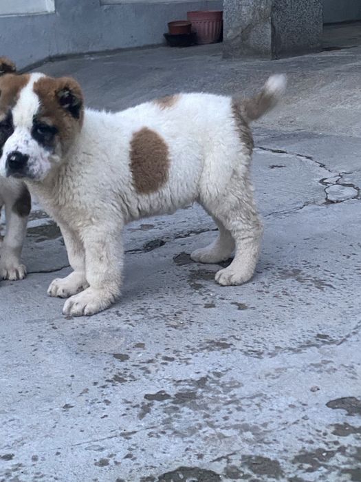 Alabay toza zot алабай 40 дней