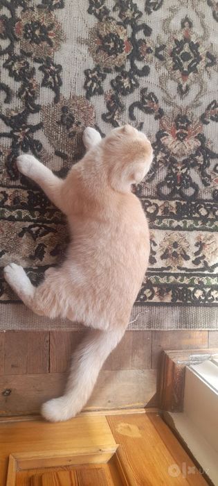 Mushuk sotiladi!