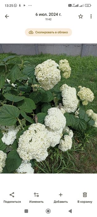 Гортензия древовидная