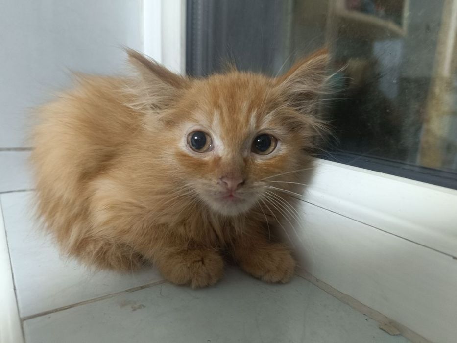 Отдам котят в добрые руки