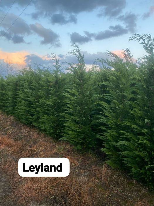 Chiparos leylandii  100 ron