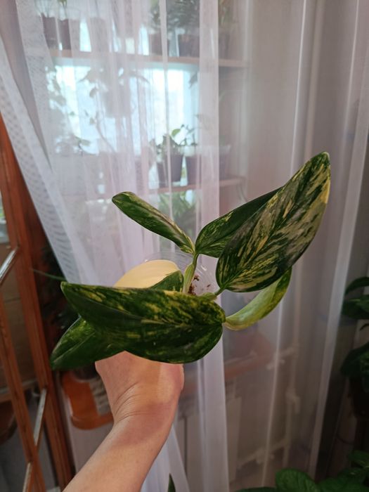 Продам комнатные цветы