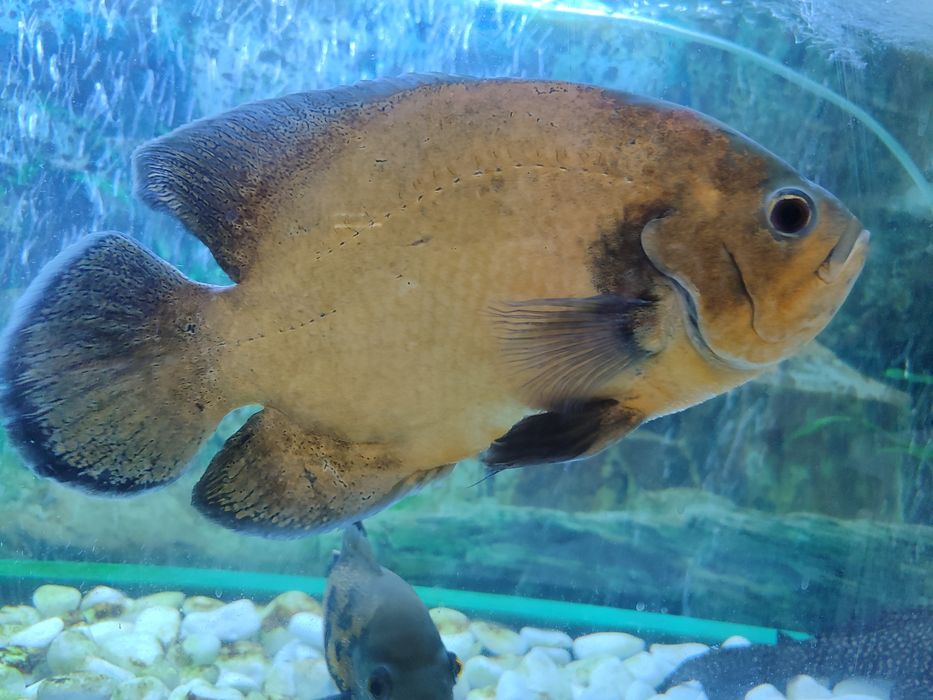 Рыбы глазчатый астранокус