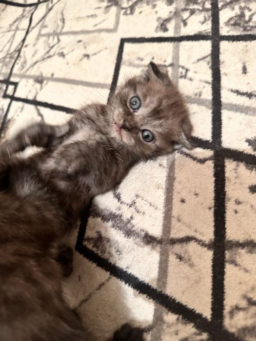 Шотладнский вислоухий