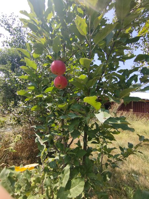 Продается дачный участок