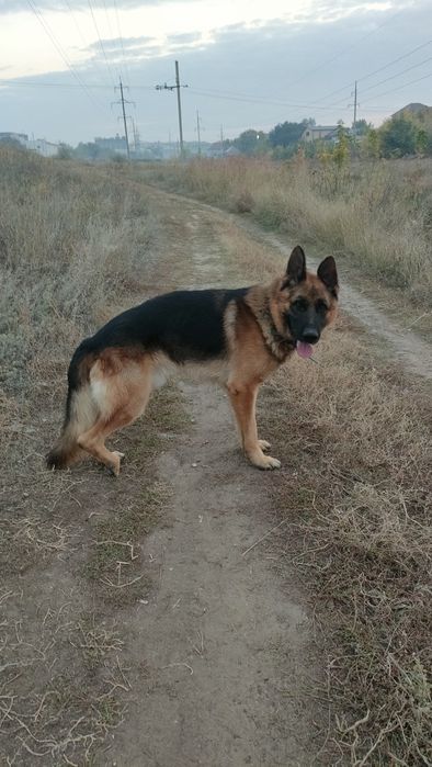 Вязка немецких овчарок