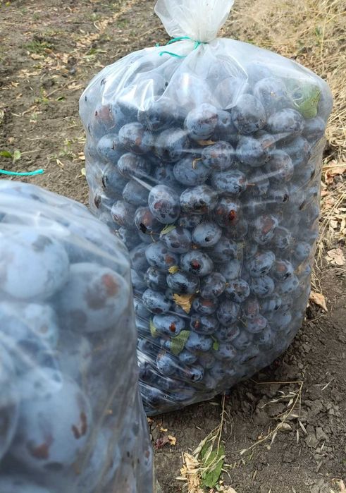 Vand prune pentru TUICA !!!