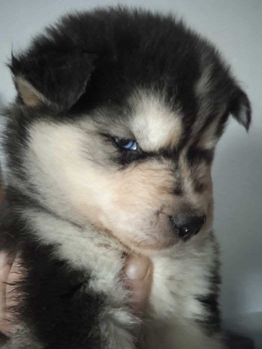 Сибирско хъски женско