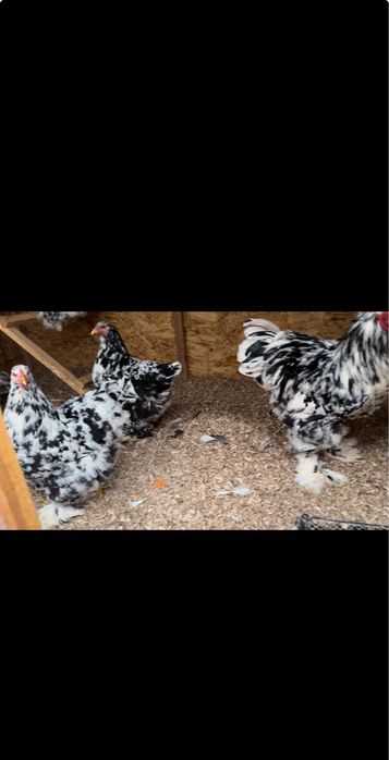 Брама мрамор ( Далматинка)