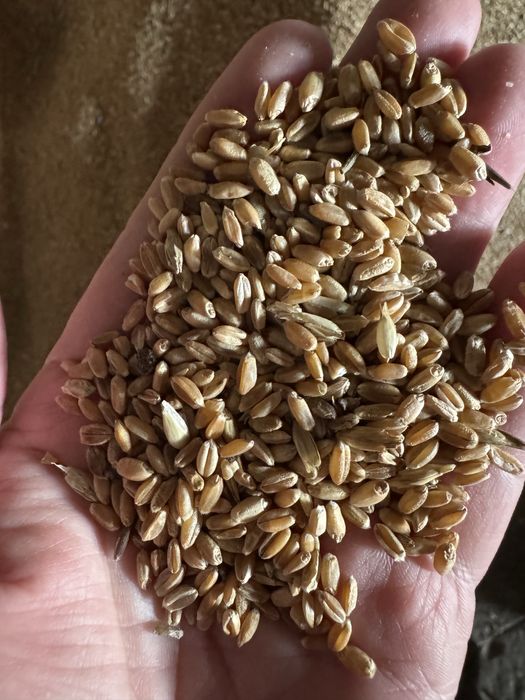 Продам зерно (пщеница ) в мешках