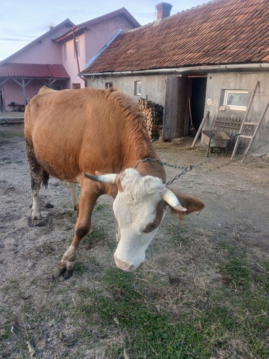 Vând vaca baltata românească de 4  ani ani