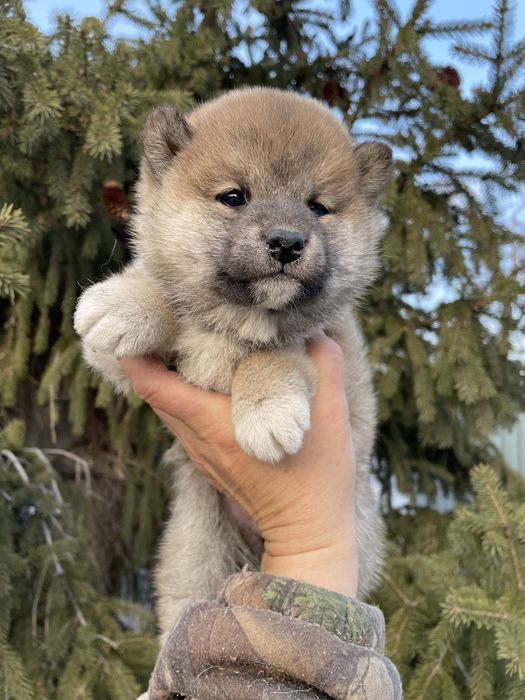 Японские сибочки