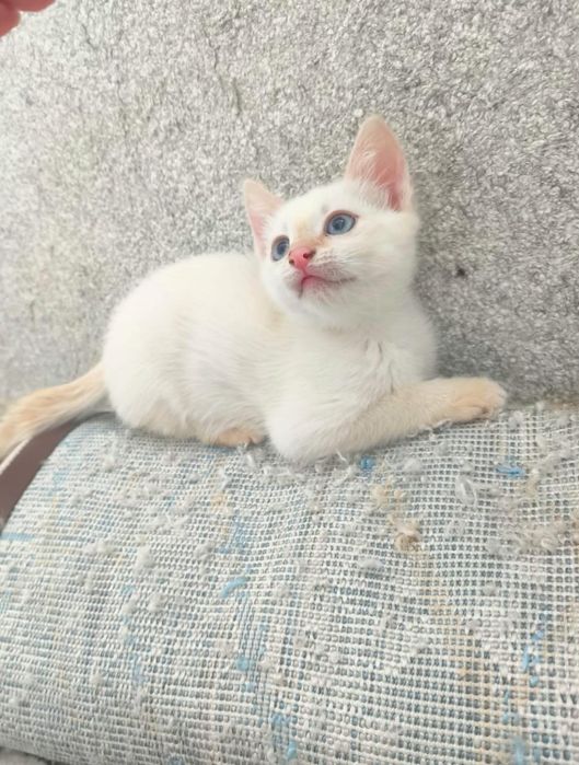 Отдам котят в добрые руки , мал/ дев.