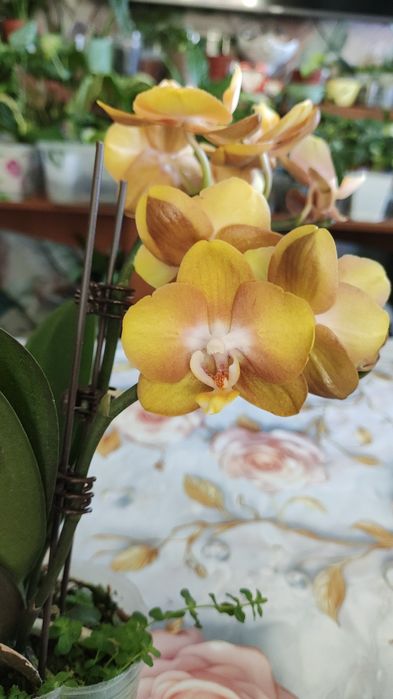 Не знаешь что подарить?