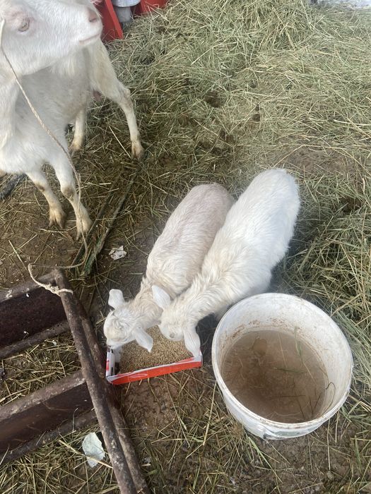 Ешкі екі баласымен